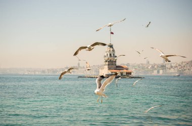 Arkasında Bakire Kulesi olan bir gökyüzünde martı.