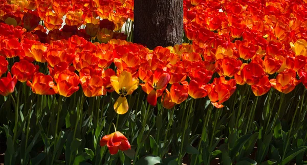 Tulpen blühen um Baumstamm — Stockfoto