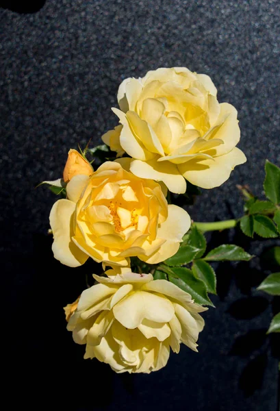 Siyah arkaplanı olan güzel bir gül