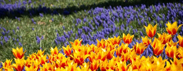 Pomarańczowy kolor kwiatów tulipanów w ogrodzie — Zdjęcie stockowe