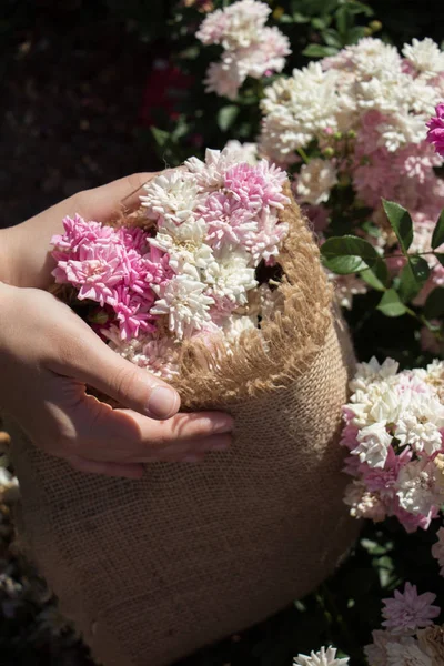 Beautiful Fresh Roses Wrapped Canvas Hand — Stock Photo, Image