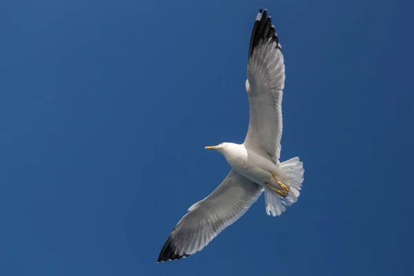 Gabbiano Singolo Che Vola Cielo Blu Come Sfondo — Foto Stock