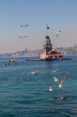 Martılar ve genç kızları Istanbul'da bulunan kule