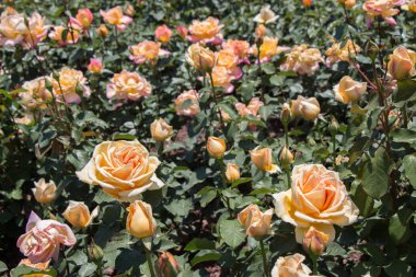 Güzel renkli gül arkaplanı