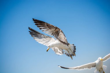 Arka plan olarak gökyüzünde uçan iki martı.
