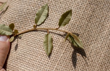 Elinde keten bir tuvalin üzerinde yeşil yapraklar