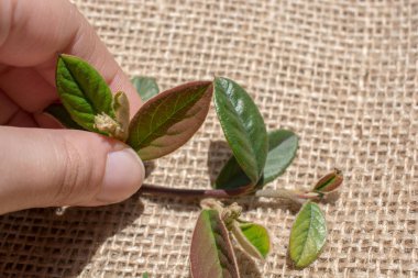 Elinde keten bir tuvalin üzerinde yeşil yapraklar