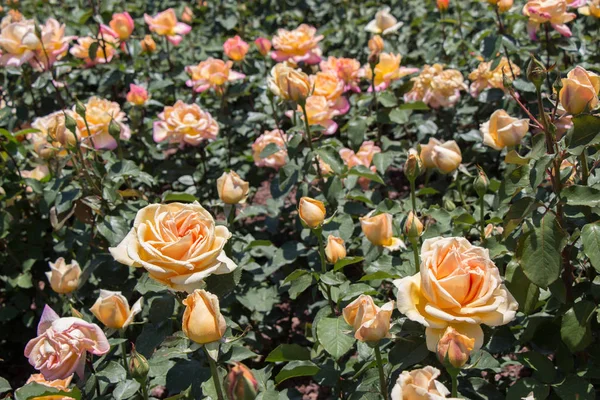 Güzel renkli gül arkaplanı