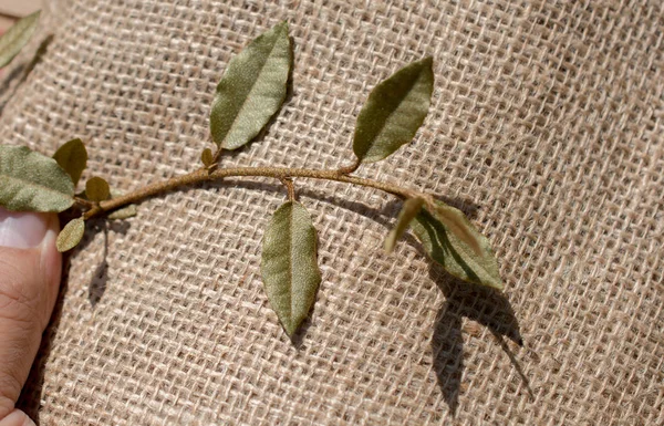 Elinde keten bir tuvalin üzerinde yeşil yapraklar