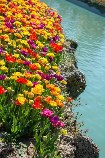 Fiori Tulipano Fioritura Dall Acqua Nella Stagione Primaverile — Foto Stock