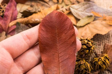 Kuru yaprak yeşil el tutulur