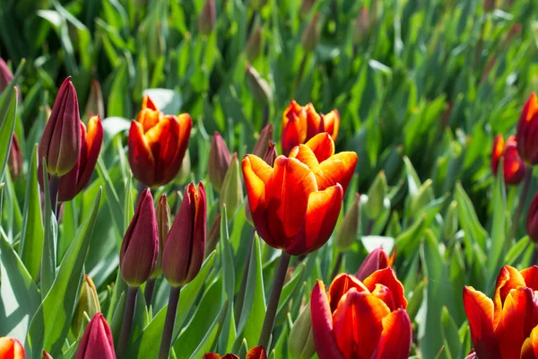 Bahar mevsiminde açan Lale Çiçekleri