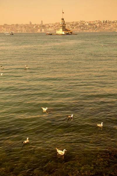 Gaivotas Donzelas Torre Localizada Istambul — Fotografia de Stock