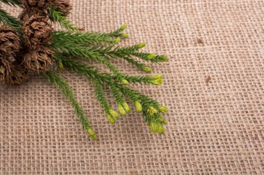 Tuval üzerinde bitki bakla, kapsül ve çam kozalakları