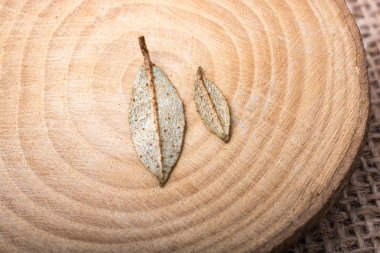 Kuru yeşil yaprakları bir odun parçası