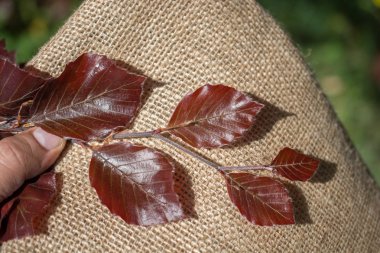 Bir not defteri sayfası üzerinden ağaç yaprak