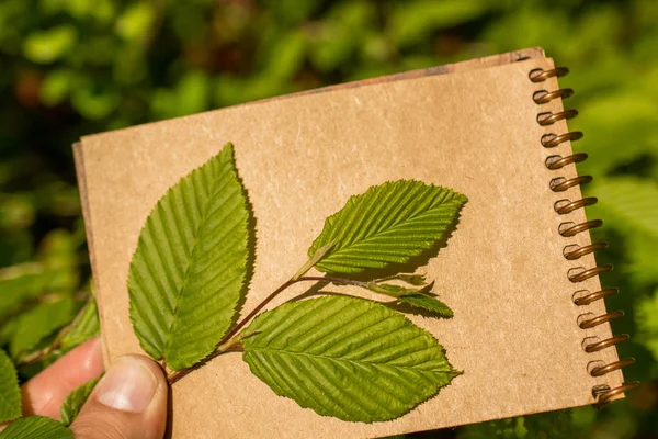 Bir not defteri sayfası üzerinden ağaç yaprak