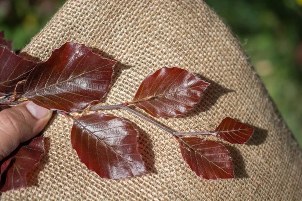 Bir not defteri sayfası üzerinden ağaç yaprak