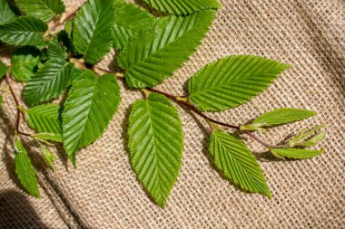 Keten tuval üzerine yeşil yaprakları