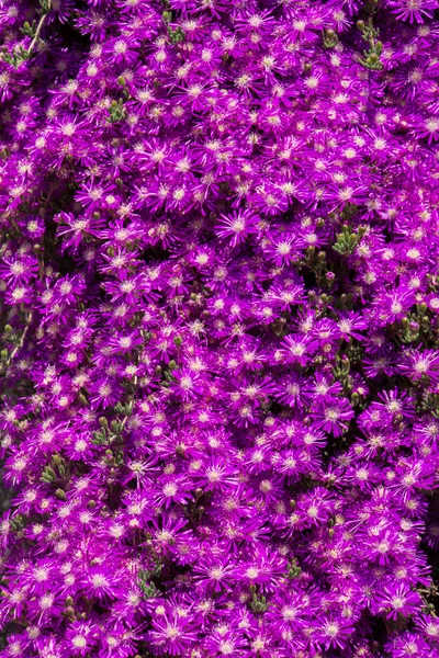 Arka plan olarak çiçek açan çiçekler