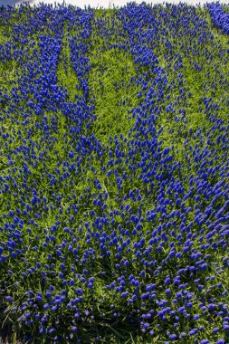 Arka plan olarak çiçek açan çiçekler