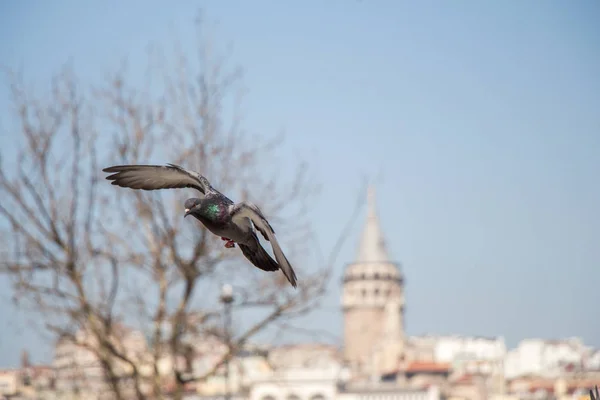 Enkele duiven vliegen in de lucht — Stockfoto