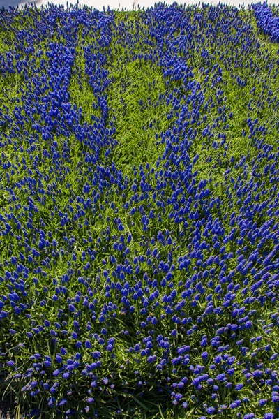 Arka plan olarak çiçek açan çiçekler