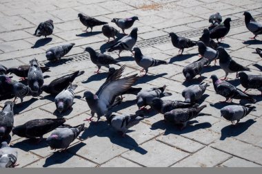 Güvercinler üzerinde bir taş döşeme
