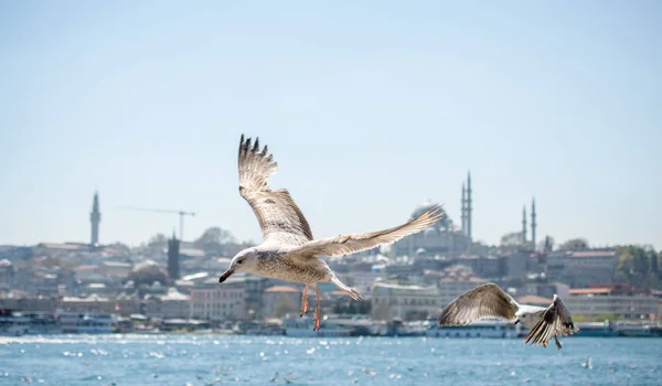 Gaivotas em um céu com um fundo mesquita — Fotografia de Stock