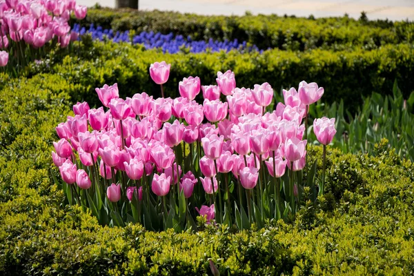 Rosafarbene Tulpenblumen Blühen Garten — Stockfoto