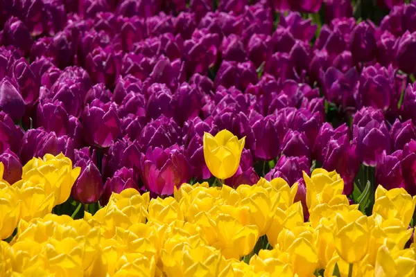 Bahar mevsiminde açan Lale Çiçekleri