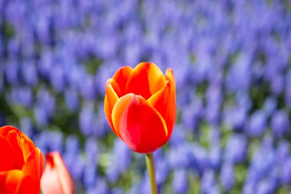 Цветок Тюльпана Расцветает Весной — стоковое фото
