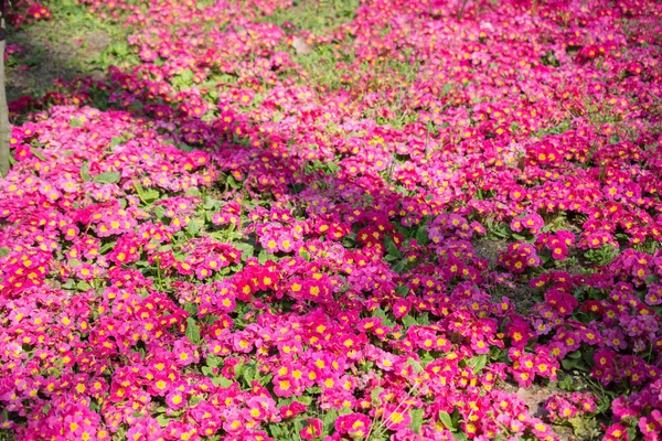 Renkli bir arkaplan olarak açan bahar çiçekleri