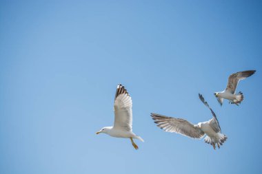 Arka plan olarak gökyüzünde uçan martılar