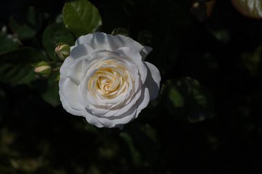 Siyah arkaplanı olan güzel bir gül