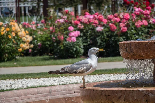 Una Sola Gaviota Parque Con Rosas — Foto de Stock