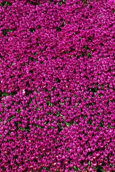 Kleurrijke Tulp Bloemen Als Achtergrond — Stockfoto