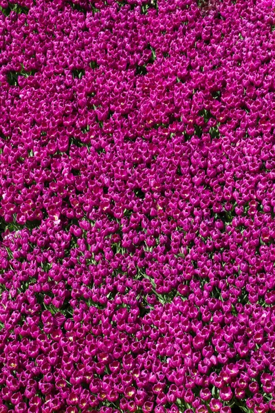 Bunte Tulpenblüten Als Hintergrund — Stockfoto