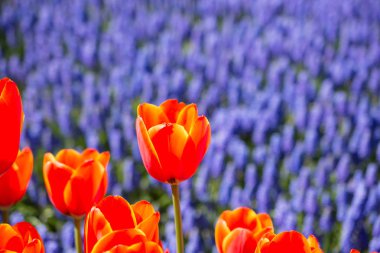 Portakal rengi Lale Çiçek bahçesinde