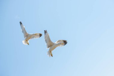 İki martı bir gökyüzünde uçan