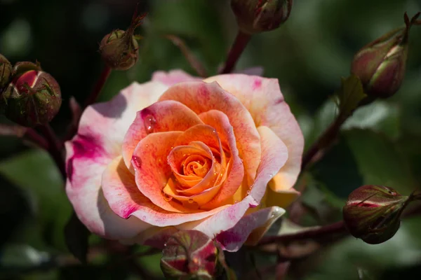 Hermosa flor rosa colorida — Foto de Stock