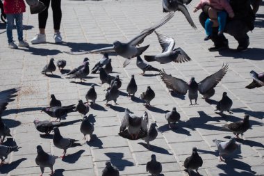 Güvercinler üzerinde taş döşeme