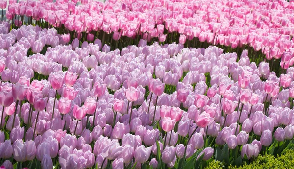 Bunte Tulpenblüten als Hintergrund im Garten — Stockfoto