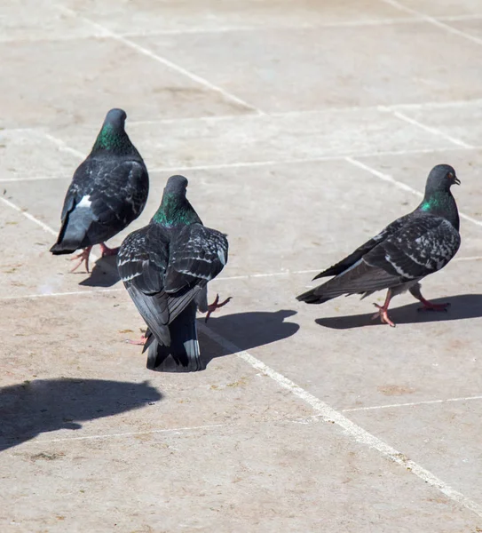 Pigeons on stone pavement — Stock Photo, Image