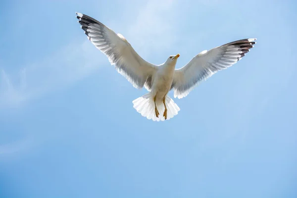 Una sola gaviota volando en un cielo nublado — Foto de Stock