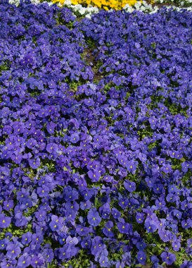 Arka plan olarak çiçek açan çiçekler