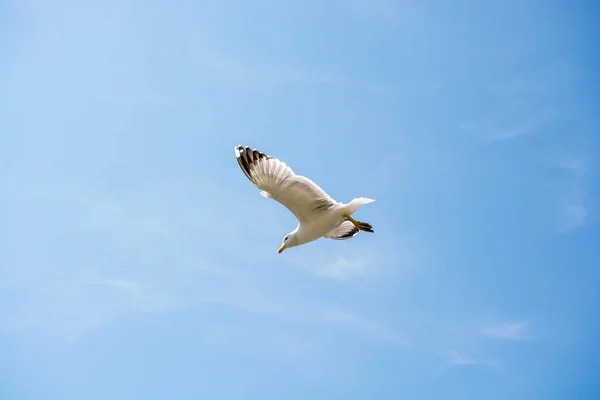 Una sola gaviota volando en un cielo nublado — Foto de Stock