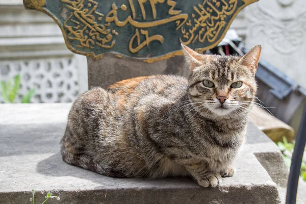 Chat errant dans la rue — Photo