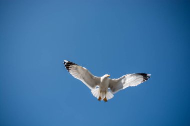 Mavi bir gökyüzü uçan tek martı