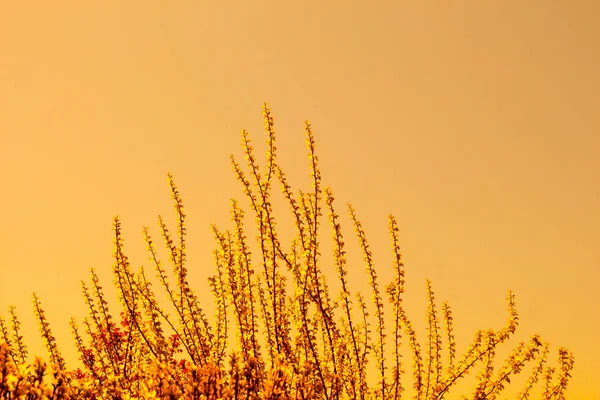 Hojas verdes de la primavera como fondo —  Fotos de Stock